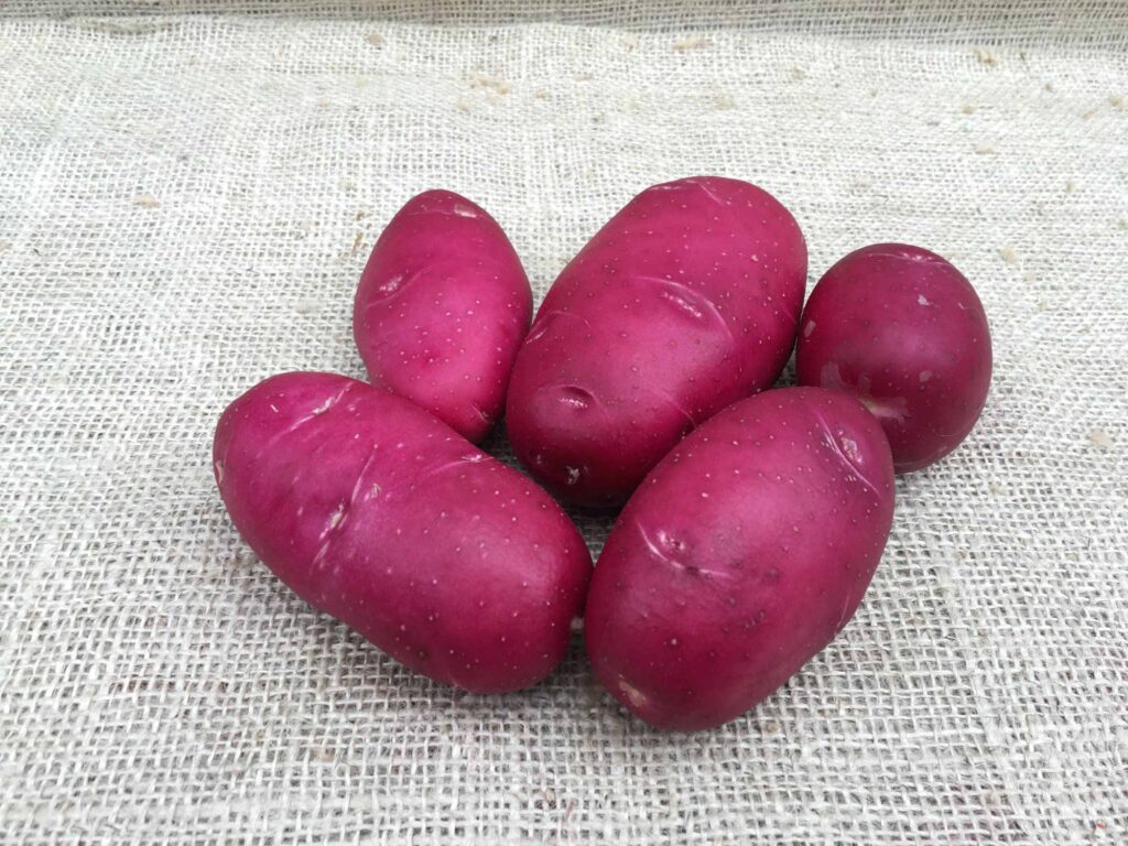 Red Rosa Potatoes 5kg Lily Rose Potatoes, Ready to Eat! Handpicked at Ballymakenny Farm ...