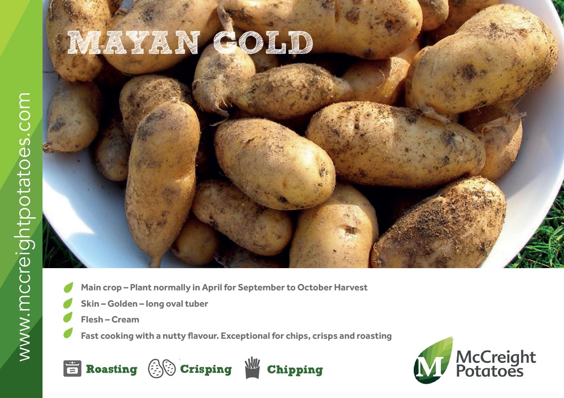 yukon gold seed potatoes amazon com mayan gold seed potatoes patch yukon gold seed potatoes amazon com mayan gold seed potatoes patch