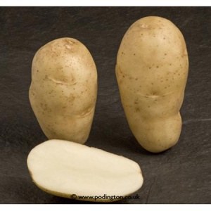 Maris Bard Seed Potatoes - Image 3