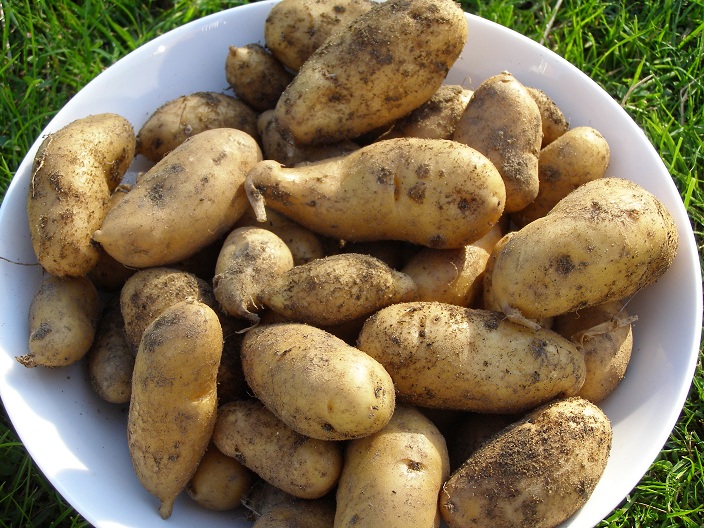 Mayan Gold Seed Potatoes - Image 4