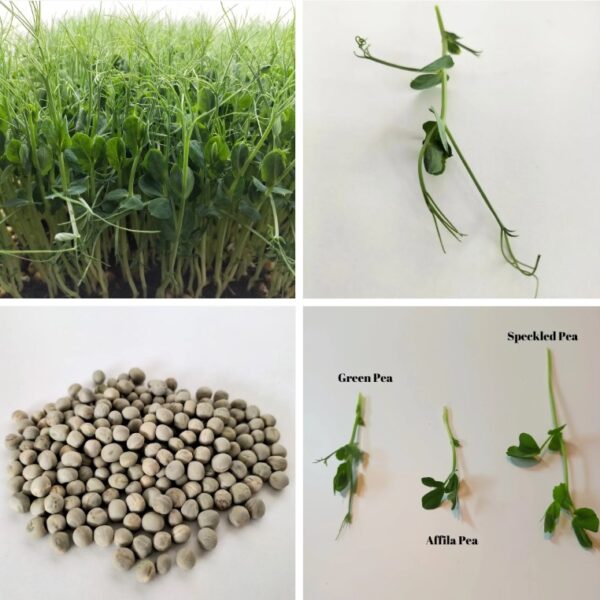 Organic Microgreen Seed: Green Pea (Tendrils) - 250g Pack - Image 2