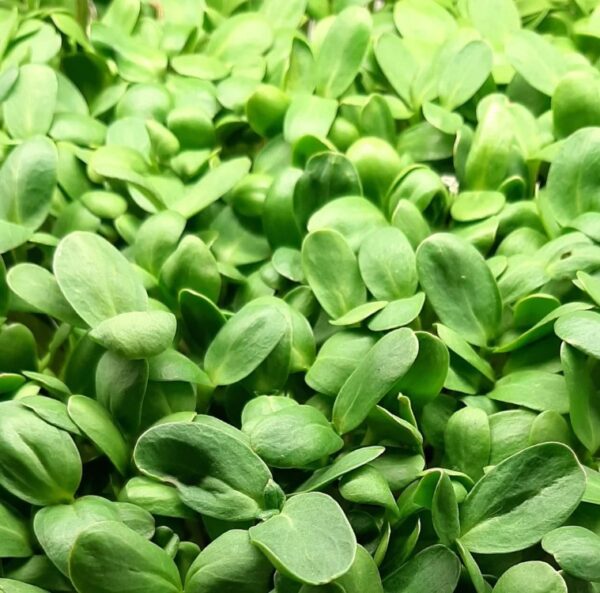 Organic Microgreen Seed: Black Oil Sunflower - 250g Pack
