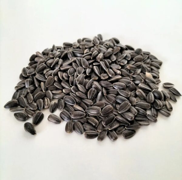Organic Microgreen Seed: Black Oil Sunflower - 250g Pack - Image 2