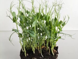 Organic Microgreen Seed: Green Pea (Tendrils) - 250g Pack