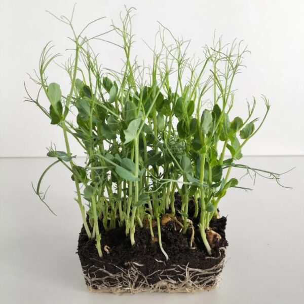 Organic Microgreen Seed: Green Pea (Tendrils) - 250g Pack