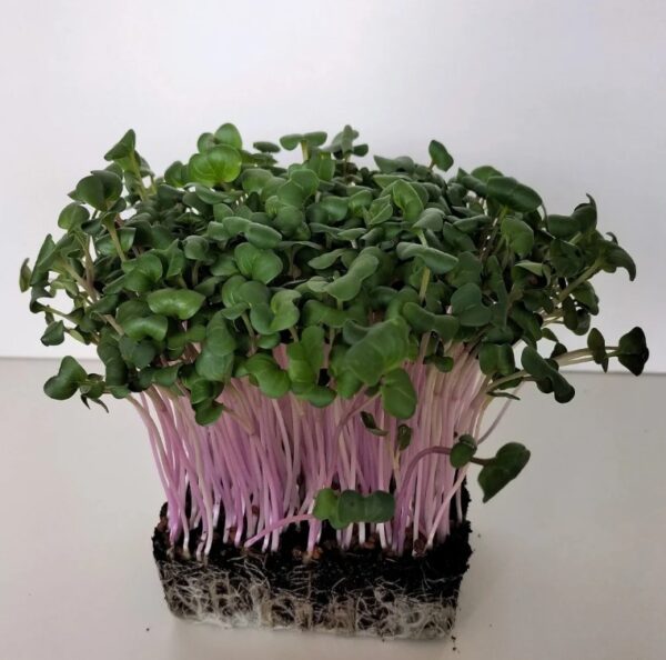 Organic Microgreen Seed: China Rose Radish - 250g Pack
