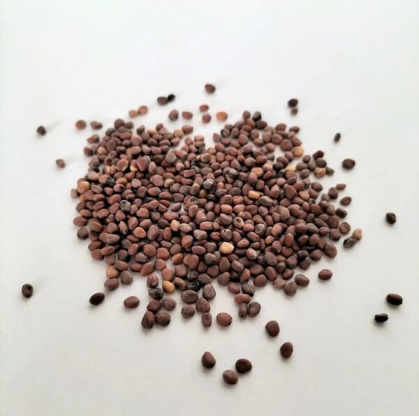 Organic Microgreen Seed: China Rose Radish - 250g Pack - Image 2