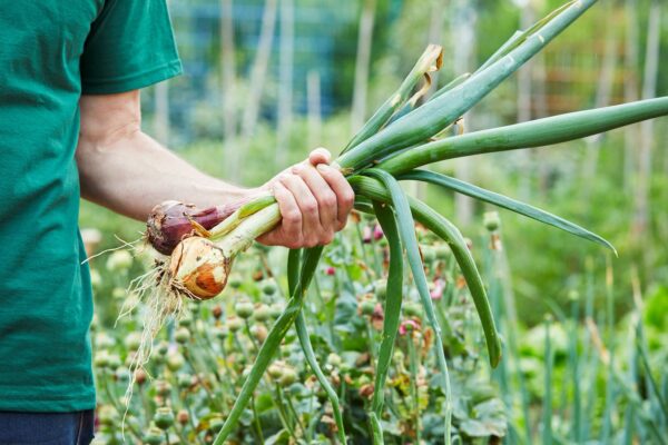 Onion Sets Winter Selection Packs 1000g and 1500g - Image 6
