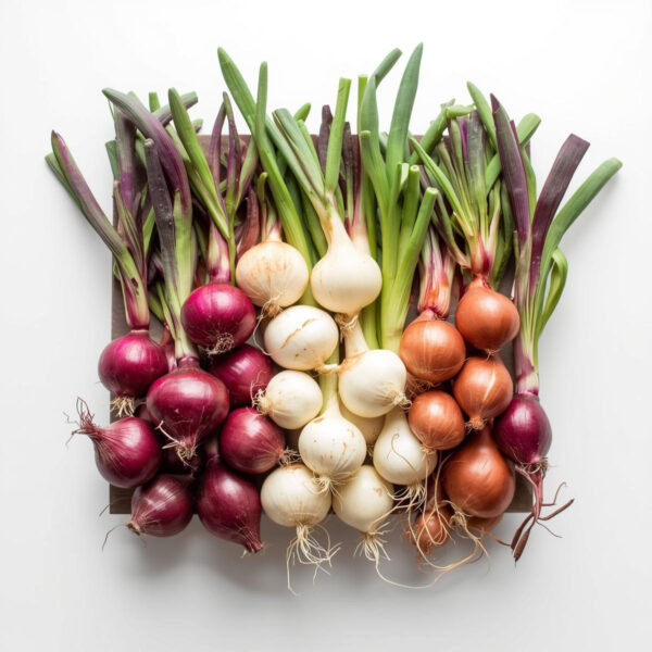SHAKESPEARE Onion Sets – 500g Pack. (60-70 Bulbs) Premium Onion Sets for Autumn & Overwinter Planting. EXTRA LARGE SETS 21/24mm - Image 3