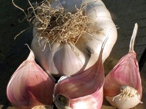 picardy garlic