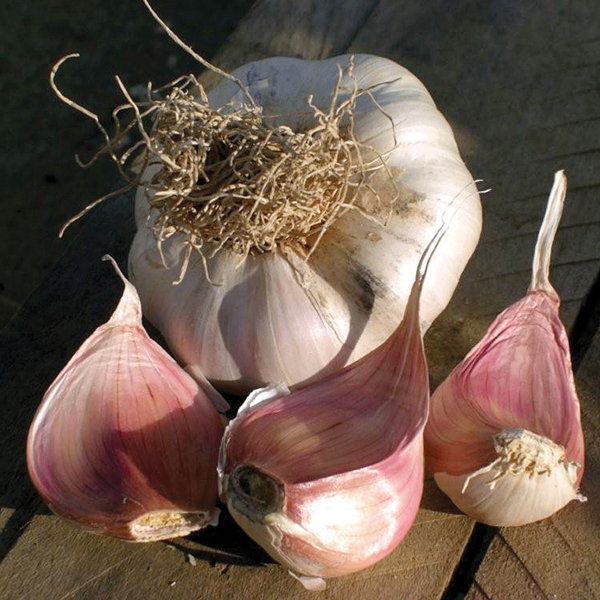 picardy garlic