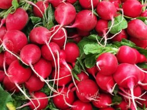 Radish: Cherry Belle Organic Seed