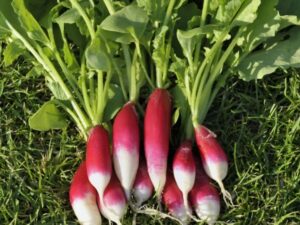 Radish: French Breakfast 2 Organic Seed