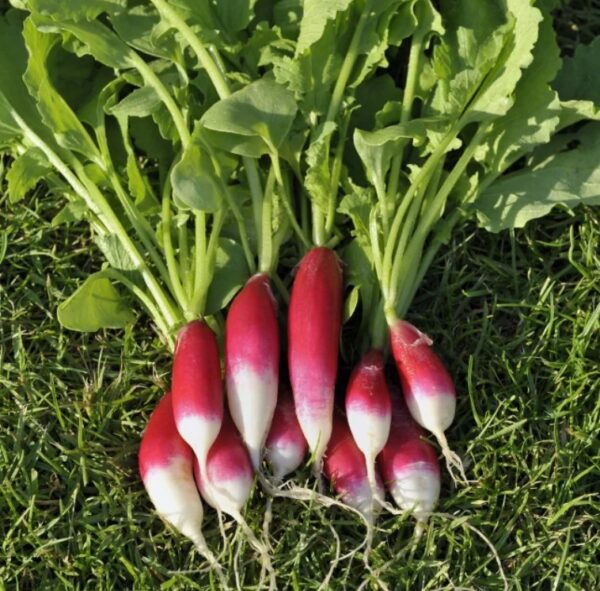 Radish: French Breakfast 2 Organic Seed