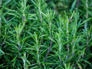 Rosemary Organic Seed