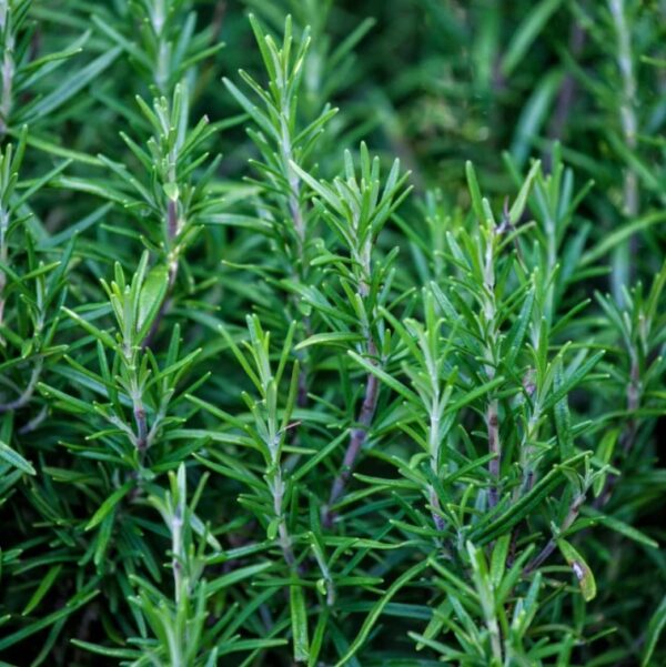Rosemary Organic Seed