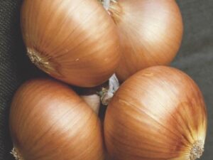 SHAKESPEARE Onion Sets – 500g Pack. (60-70 Bulbs) Premium Onion Sets for Autumn & Overwinter Planting. EXTRA LARGE SETS 21/24mm