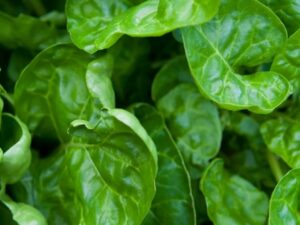 Spinach: Perpetual Organic Seed
