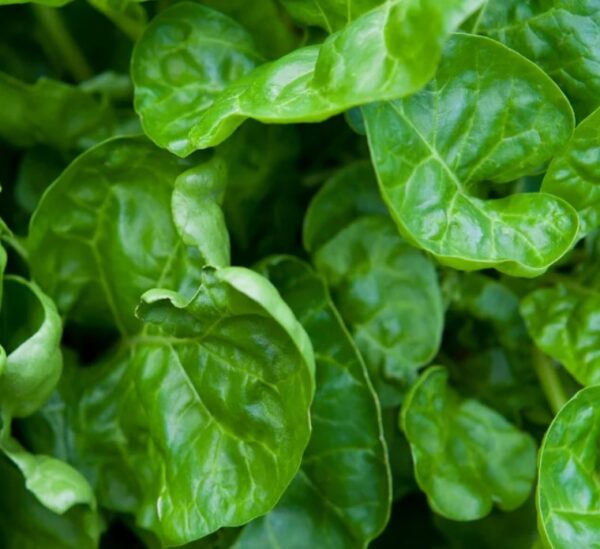 Spinach: Perpetual Organic Seed