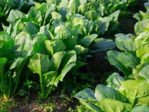 Spinach: Winter Giant Organic Seed