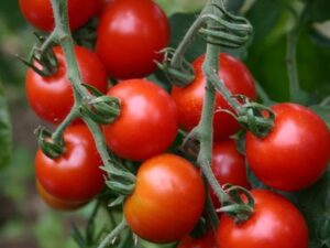 Cherry Tomato: Sugar Grape Organic Seed
