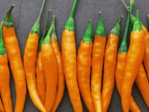 Chilli Pepper: Turuncu Spiral Organic Seed