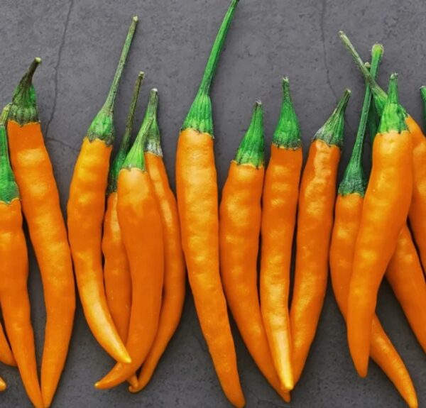Chilli Pepper: Turuncu Spiral Organic Seed