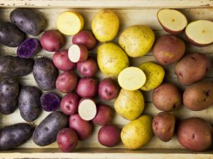 BLEUET Seed Potatoes - Patch