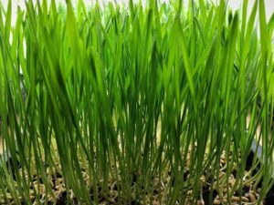 Organic Wheatgrass Seed - 250g Pack