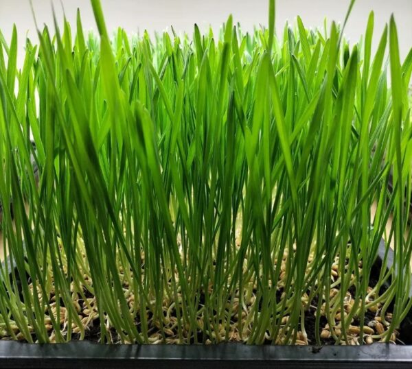 Organic Wheatgrass Seed - 250g Pack