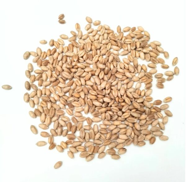 Organic Wheatgrass Seed - 250g Pack - Image 2