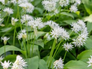 Garlic: Wild Organic Seed
