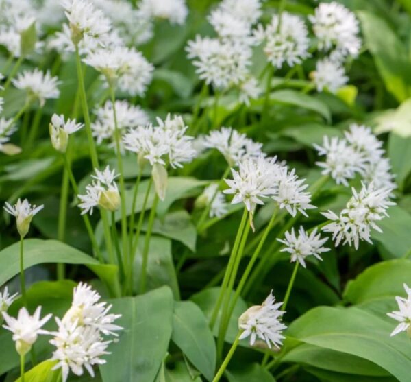 Garlic: Wild Organic Seed
